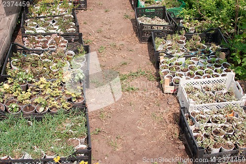 Image of Boxes with seedlings