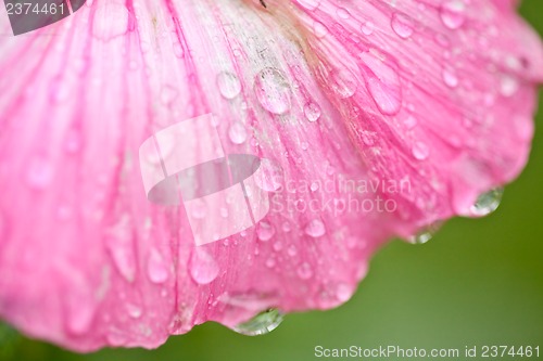 Image of Pink flower