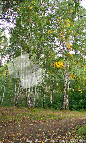 Image of Forest landscape