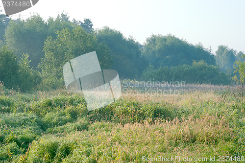 Image of Summer landscape