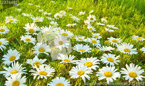 Image of White daisies