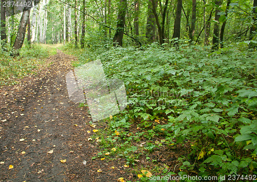 Image of Forest landscape