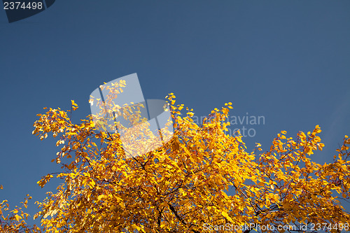 Image of Color burst of autumn foliage