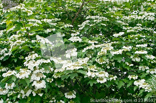 Image of White flowers Viburnum