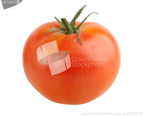 Image of One tomato isolated