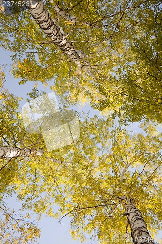 Image of Tops of autumn birch