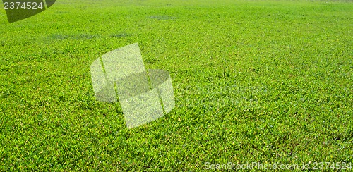 Image of Green grass