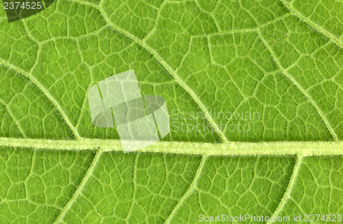Image of Leaf veins close up