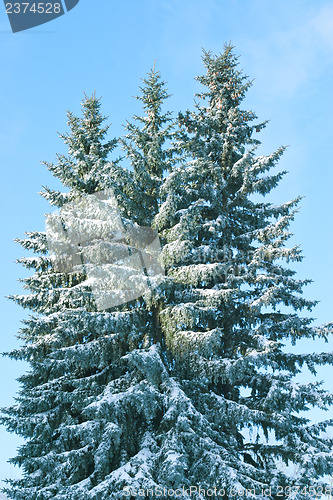 Image of Winter tree