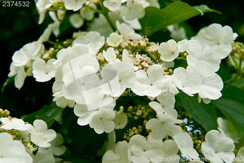 Image of White flowers Viburnum