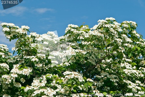 Image of White flowers Viburnum