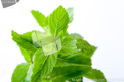 Image of Fresh mint leaves