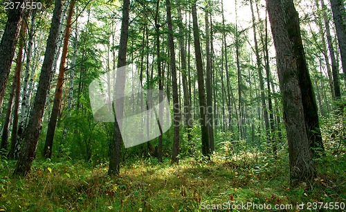 Image of Forest landscape