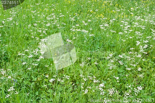 Image of Grass and wildflowers