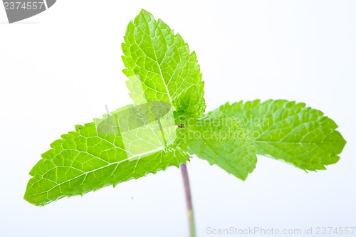 Image of Fresh mint leaves