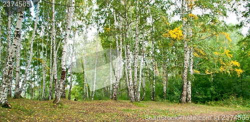 Image of Forest landscape