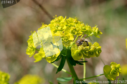 Image of Weed