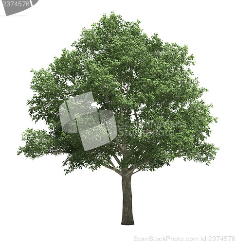 Image of Tree isolated