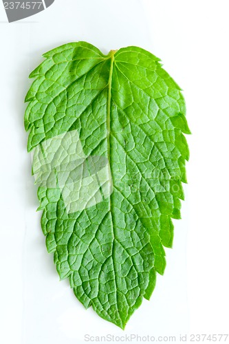 Image of Fresh mint leaves