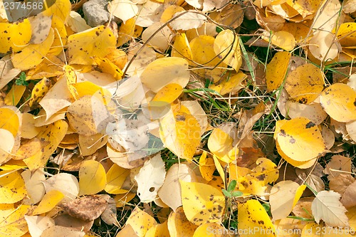 Image of Autumn leaves