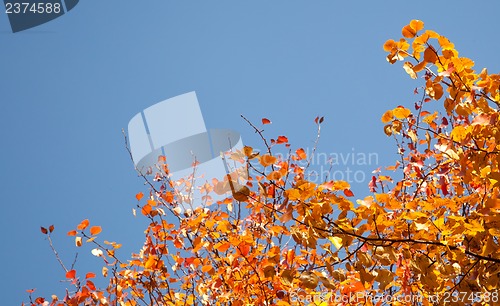 Image of Bright autumn foliage