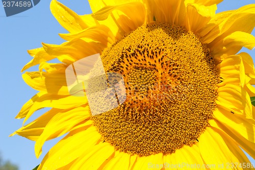 Image of Sunflower closeup