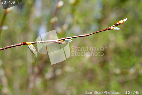 Image of Willow twig