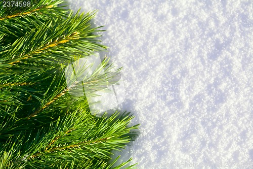 Image of Winter forest background