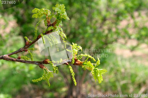 Image of Fresh leaves