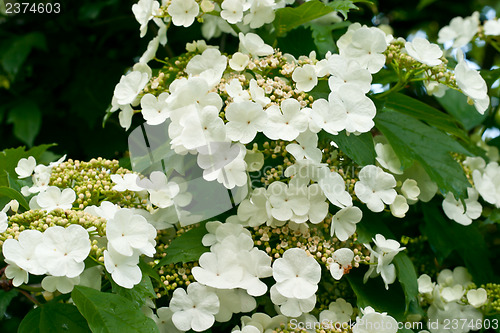 Image of White flowers Viburnum