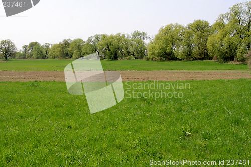 Image of Field and trees