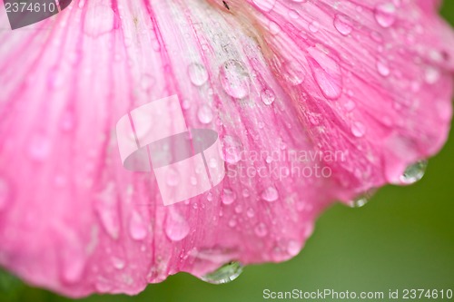 Image of Pink flower