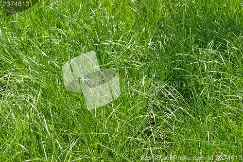 Image of Green grass