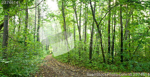 Image of Forest landscape