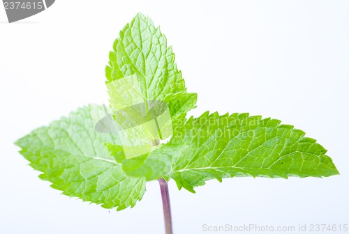 Image of Fresh mint leaves