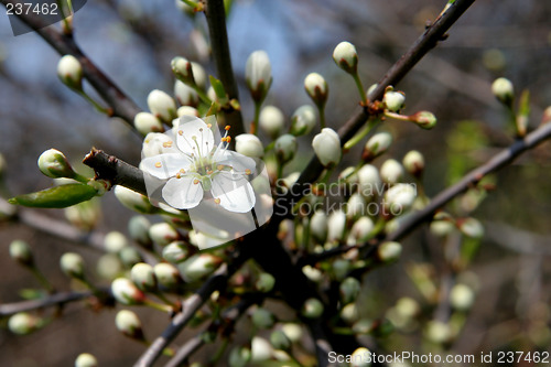 Image of Blackthorn