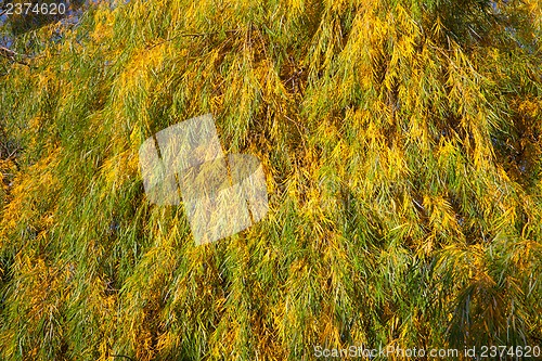 Image of Willow leaves in autumn