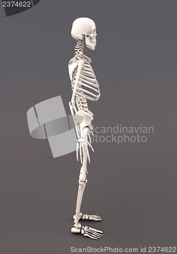 Image of Skeleton of a gray background