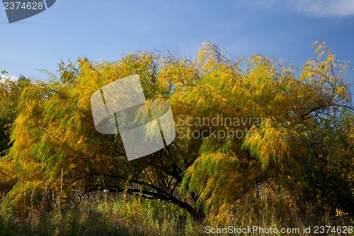 Image of Willow leaves in autumn