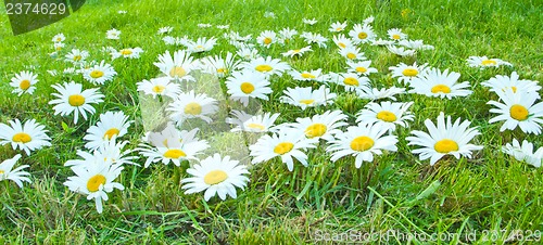 Image of White daisies