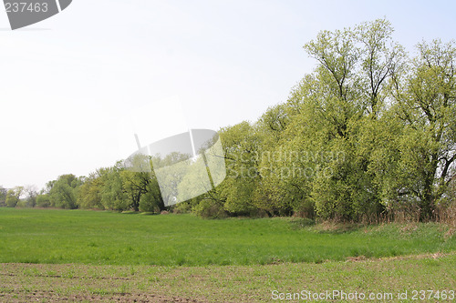 Image of Field and trees