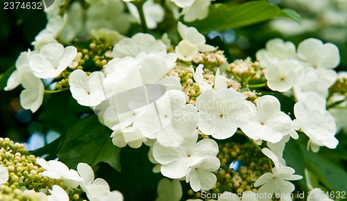 Image of White flowers Viburnum