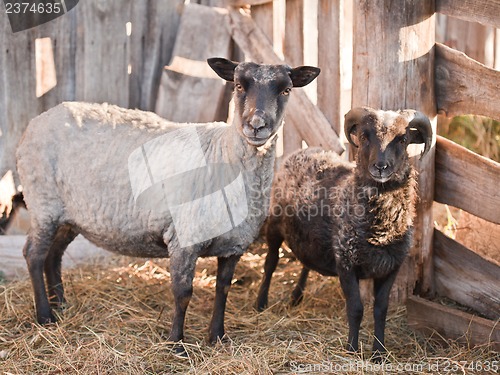 Image of Sheep in the paddock