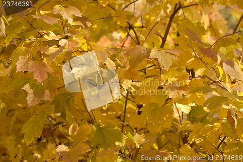 Image of Autumn leaves