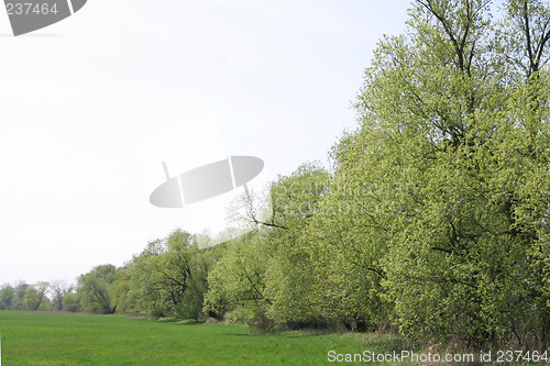 Image of Field and trees