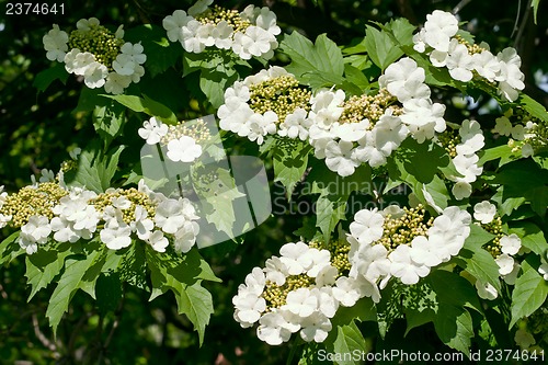 Image of White flowers Viburnum