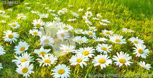 Image of White daisies