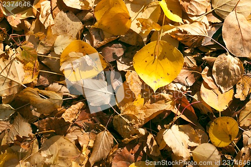 Image of Autumn leaves