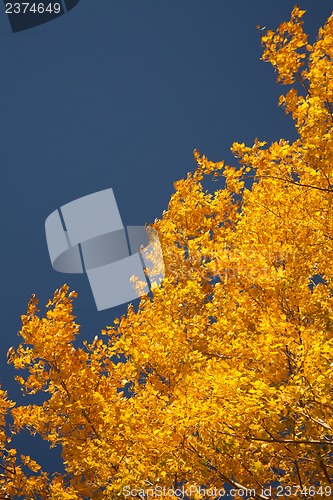 Image of Bright autumn foliage