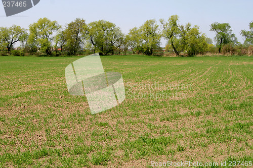 Image of Field and trees